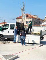 Click to enlarge image travarica-stabla02.webp