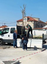 Click to enlarge image travarica-stabla04.webp