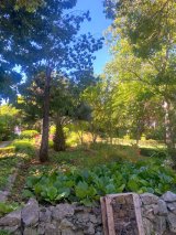 Click to enlarge image botanicki-vrt-ostrog-50-obljetnica01.webp