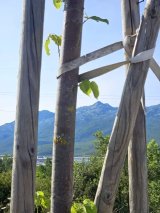 Click to enlarge image dugopolje-stabla03.webp
