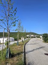 Click to enlarge image dugopolje-stabla04.webp
