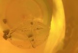 Click to enlarge image meduza2_s.jpg
