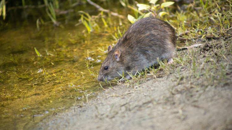 OBAVIJEST o izvođenju radova jesenske deratizacije