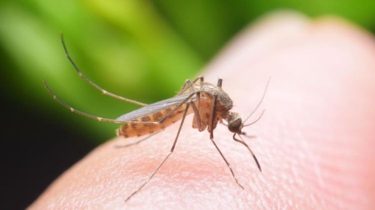 Na području Solina u utorak će se provoditi druga larvicidna dezinsekcija komaraca