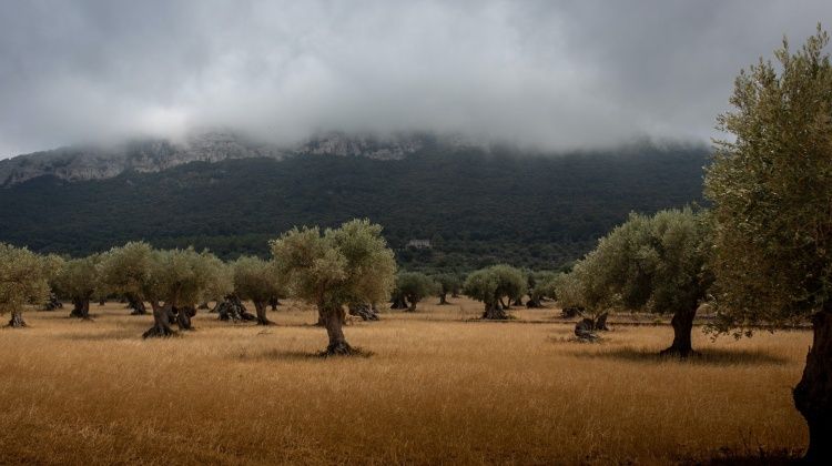 Kako postići stabilnu rodnost i ekstradjevičansko maslinovo ulje