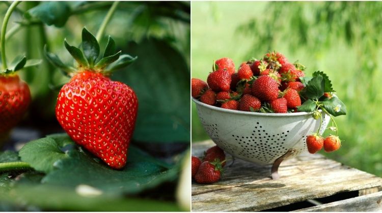 Domaće jagode razlikuju se od uvoznih: Obratite pozornost na tri specifična svojstva - Green.hr