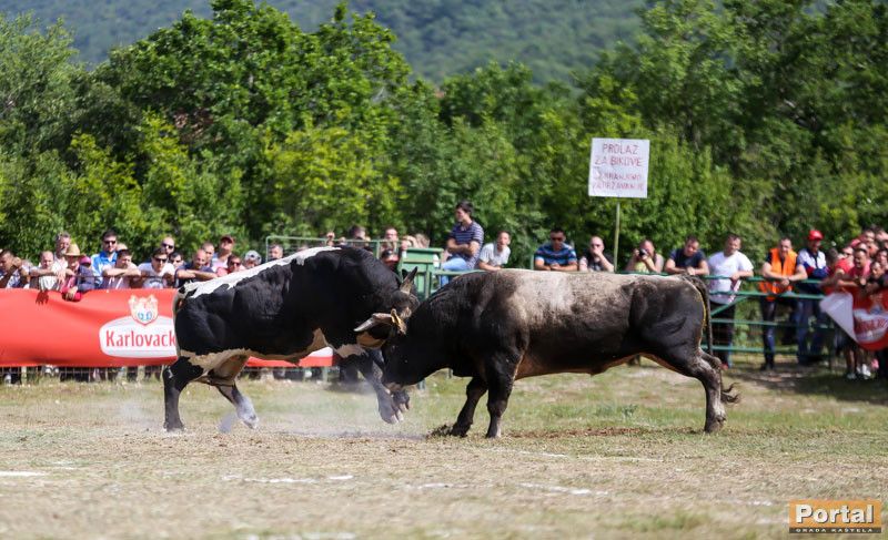 Muškarac ozlijeđen na bikijadi u Radošiću, prevezen u KBC Split
