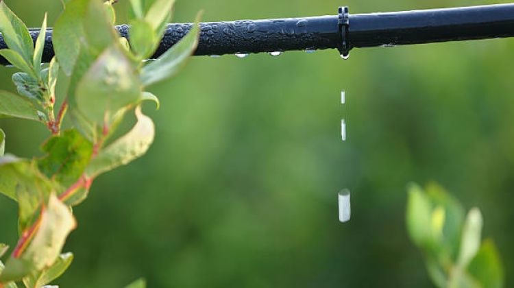 Sve o zalijevanju kap na kap