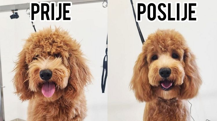 DOGGIELAND: Novi vrhunski salon za šišanje i njegu kućnih ljubimaca