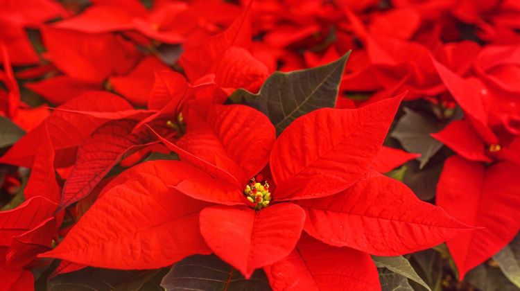 How do you keep a poinsettia from wilting by Christmas?