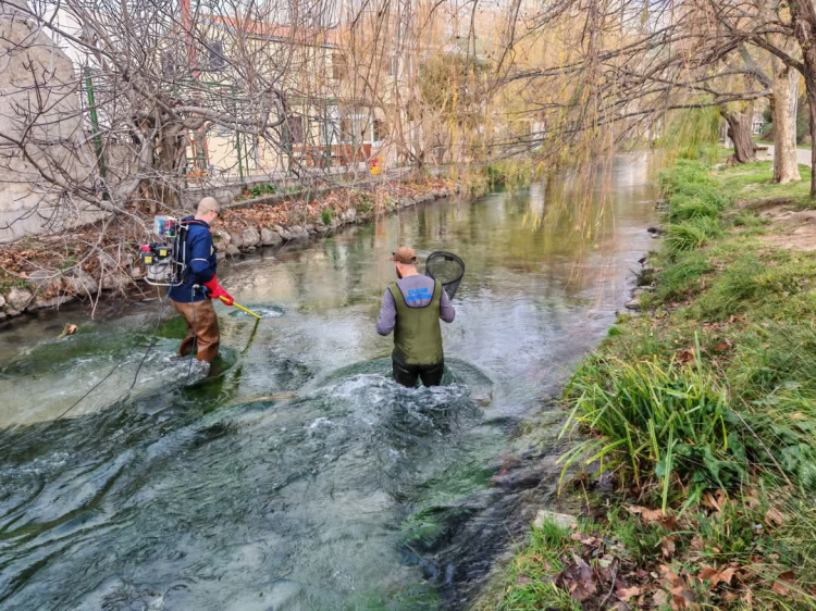 Povijesni uspjeh na rijeci Jadro: Prvi uspješan mrijest mekousne pastrve