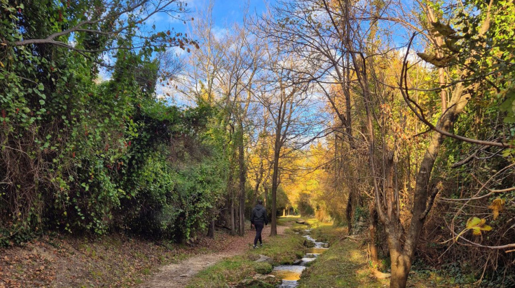Jeste li znali da pošumljavanje nije uvijek korisno?