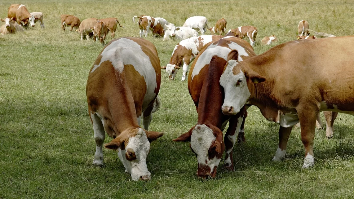 Cijepljenje zbog bedrenice najavljeno za sutra, a neki stočari spominju srijedu