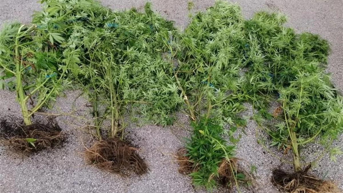 U Kaštelima pronađena plantaža marihuane,  protiv muškarca podnesena kaznena prijava