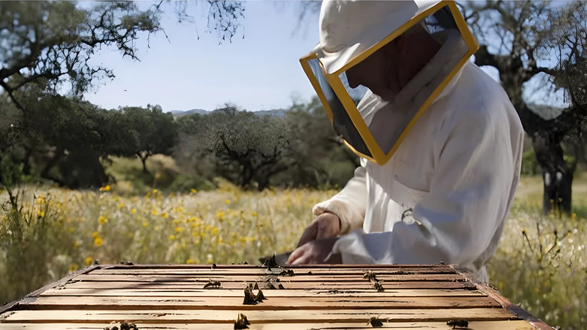 Počinje Mala škola pčelarstva u Solinu