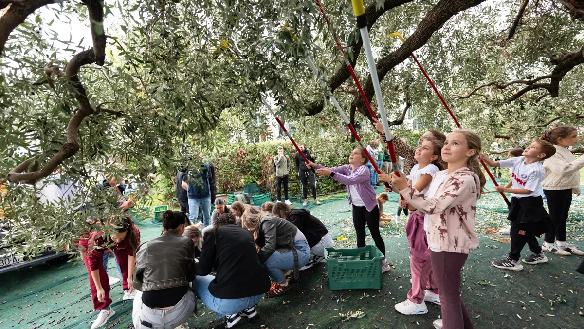 Record harvest of Old Olives in Štafilić in the last ten years (VIDEO)