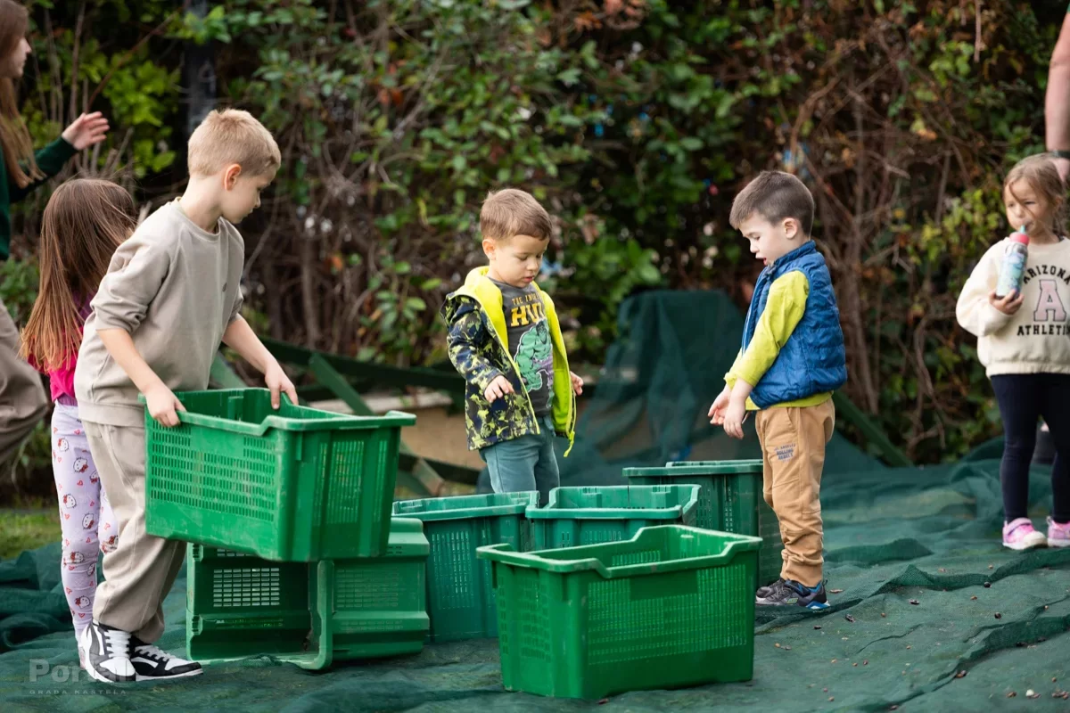 Record harvest of Old Olives in Štafilić in the last ten years (VIDEO)