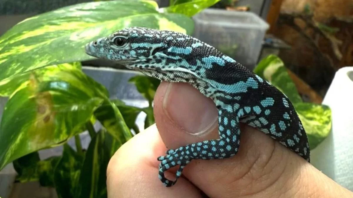 Uspjeh u uzgoju ugrožene vrste: U zoološkom vrtu u Zagrebu izlegla se dva plava varana