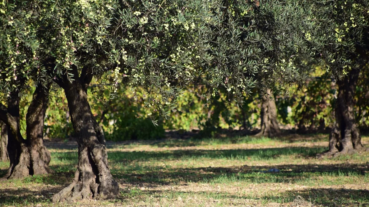World Olive Day / The olive is a symbol of peace, wisdom and harmony