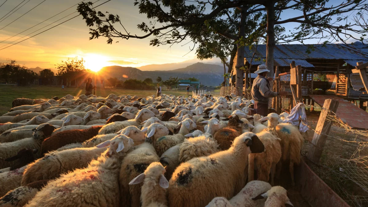 Why is interest in sheep and goat farming decreasing in EU countries, including Croatia?