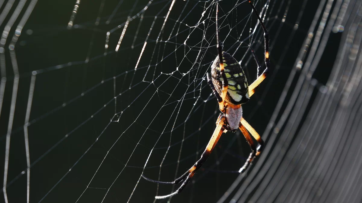 Otkrivena golema paukova mreža s 111 000 paukova u Grčkoj 