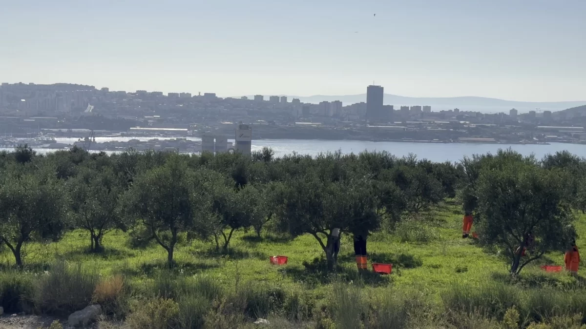 This year's olive harvest season in Cemex's mine brought a new record