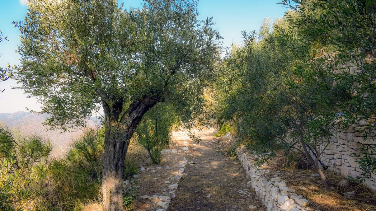 The history of olive growing in Croatia is over a thousand years old.