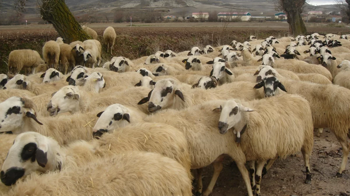 U općini Prgomet otkriven prvi slučaj kuge kod ovaca u Hrvatskoj! U mjestu blizu Trogira usmrtili 26 životinja