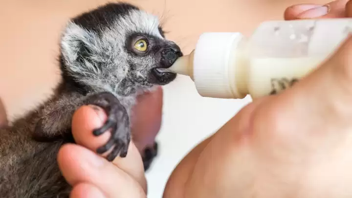 Punch, napušteno mladunče makakija, našao utjehu u plišanom orangutanu