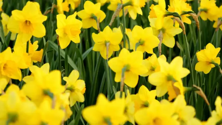 Dan narcisa u Solinu