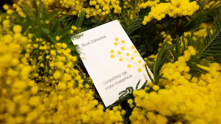 Dan mimoza tradicionalno će se obilježiti u subotu u Kaštelima