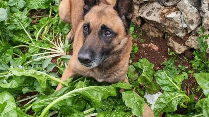 VIDEO: Policijski pas namirisao drogu zakopanu u vrtu, pronađeno 800 grama amfetamina