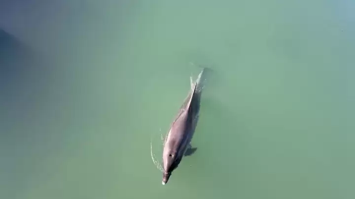 U rijeku Jadro zalutao dobri dupin