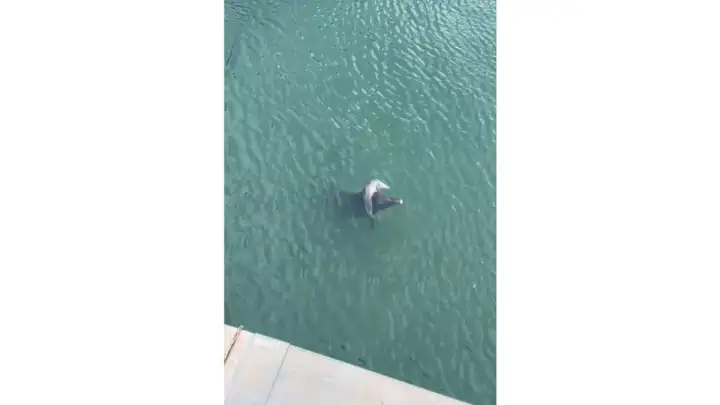Ženka dupina u Jadru na svijet donijela mrtvo mladunče (VIDEO)