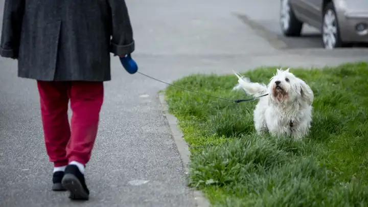EU uvodi nova pravila za zaštitu mačaka i pasa od zlostavljanja