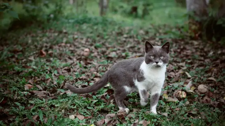 Mačke vam stvaraju probleme? Ovako više neće vršiti nuždu u vrtu