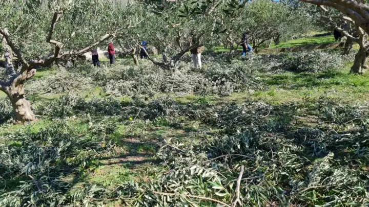 UMK Mastrinka nastavlja s programom edukacija maslinara 