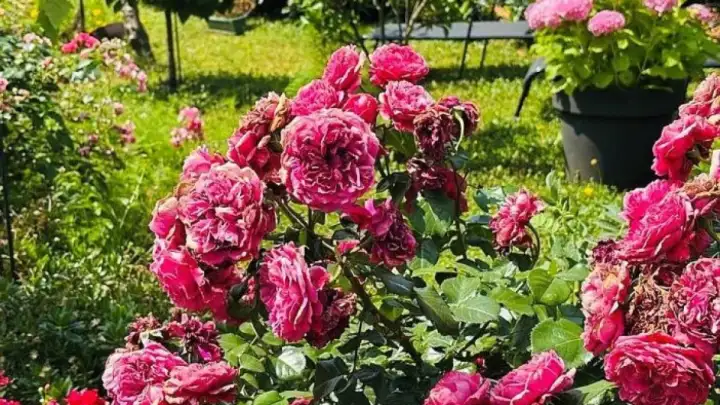 TZ TROGIR BIRA NAJLJEPŠE OKUĆNICE I BALKONE – PRIJAVE DO 1. LIPNJA