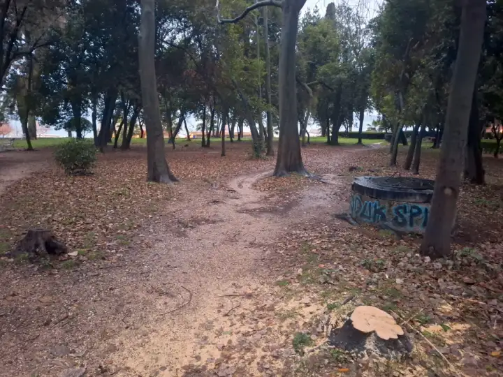 Park Vitturi krije egzotično drveće: Zašto su neka stabla posječena?