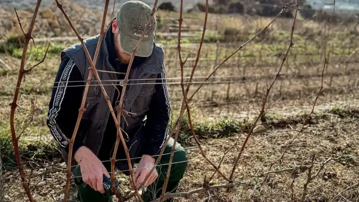 OPG Perišin: Zima u vinogradu je tiha, ali upravo tu sve počinje