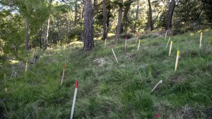 Provedeno planirano pošumljavanje park-šume Marjan za 2025. godinu