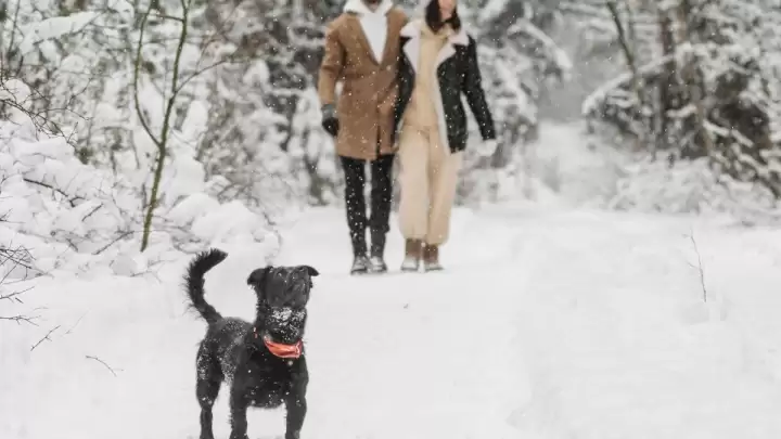 Psi se snijegu doista neopisivo vesele, tako da zbog mahanja mogu imati upalu korijena repa