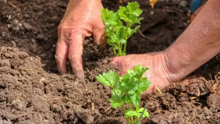 Što saditi u travnju i svibnju: Vodič za proljetni vrt