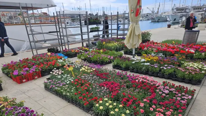 sajam cvijeca trogir10n