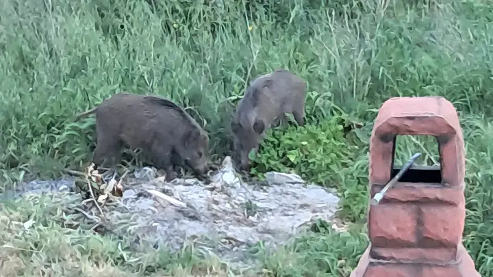 Divlje svinje stigle do mora, čopor jutros viđen u Novom i na starom Resniku (VIDEO)
