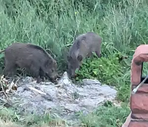 Divlje svinje stigle do mora, čopor jutros viđen u Novom i na starom Resniku (VIDEO)