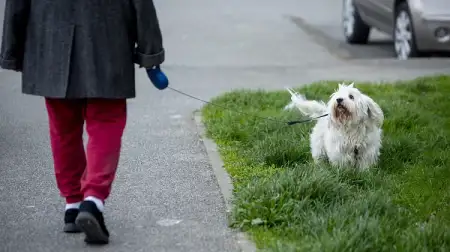 EU uvodi nova pravila za zaštitu mačaka i pasa od zlostavljanja