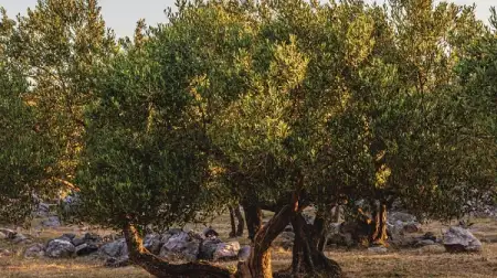 ima li smisla i pod kojim uvjetima? – Maslinar