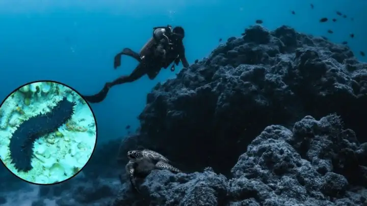 Prevozio 300 kg morskih ježinaca bez papira, ali nije osuđen 