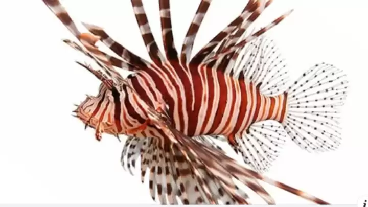 Online anketa: Jeste li tijekom 2025. u Jadranu vidjeli ili ulovili vatrenjaču?